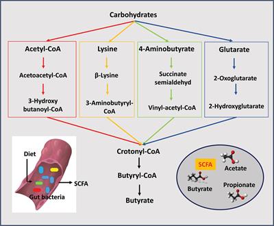 The Response of the Gut Microbiota to <mark class="highlighted">Dietary Changes</mark> in the First Two Years of Life